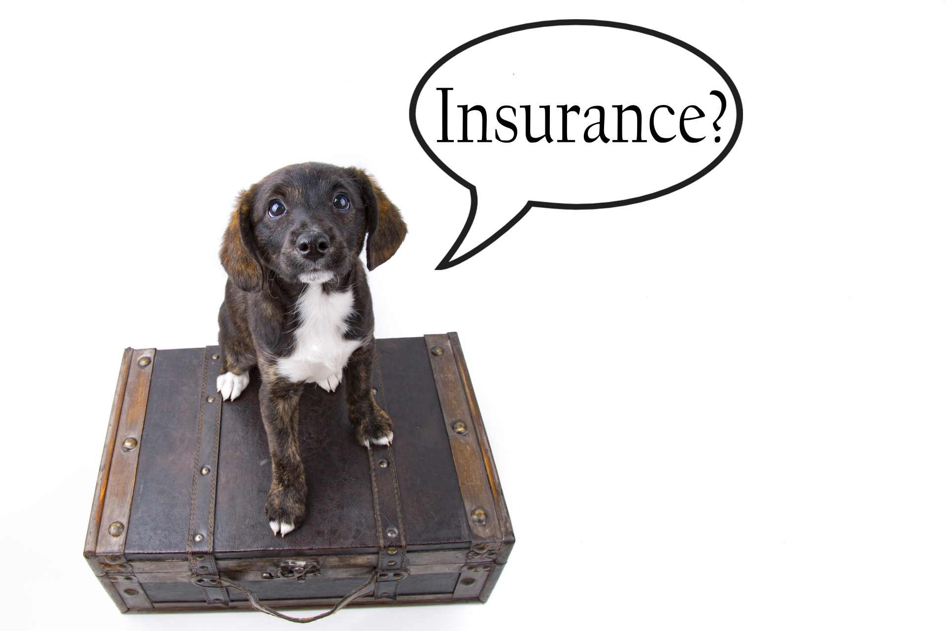 Dog with thought bubble saying "Insurance?"